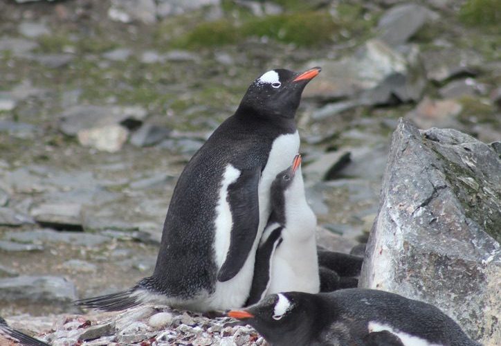 Penguins, one standing and one laying.