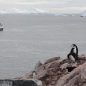 Penguins on a hill overlooking a large ship on the Arctic Ocean.