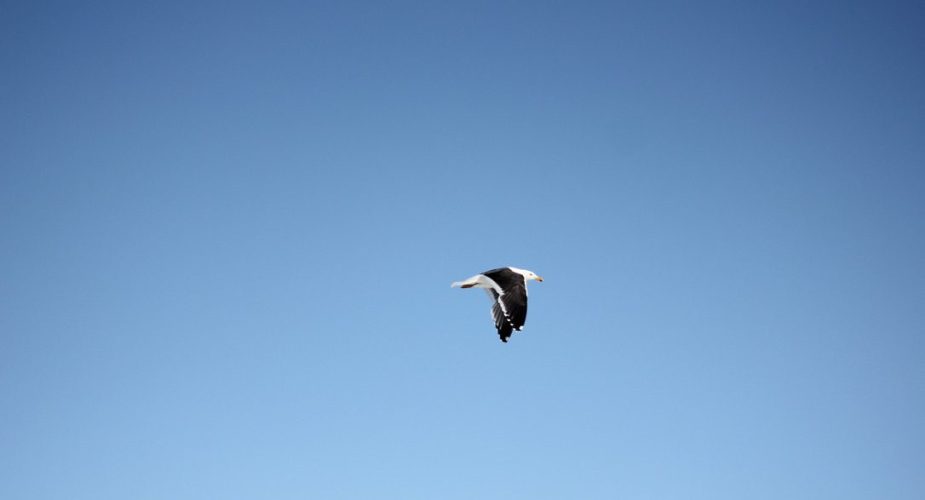 A bird flying in the blue sky