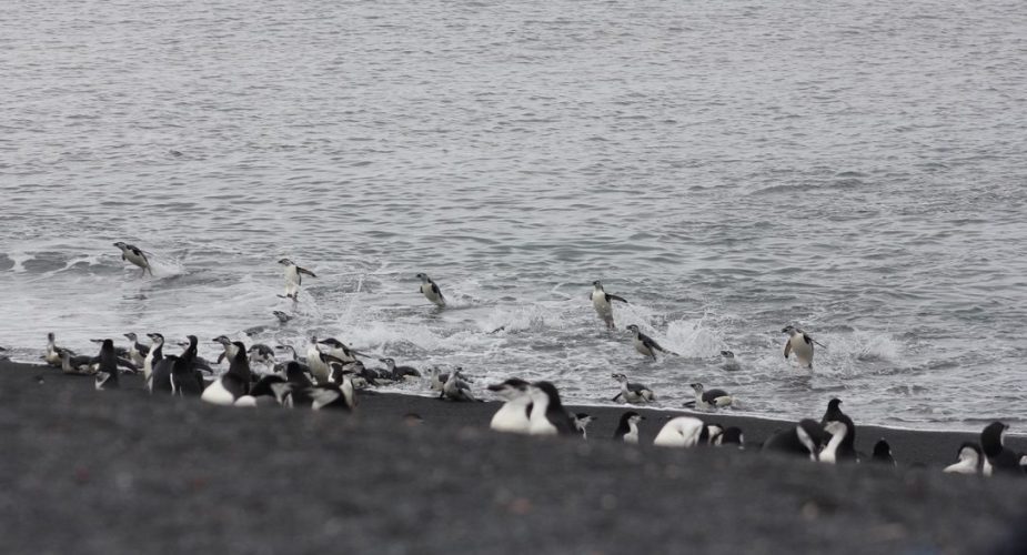 Many penguins nearby, standing and playing in the ocean.
