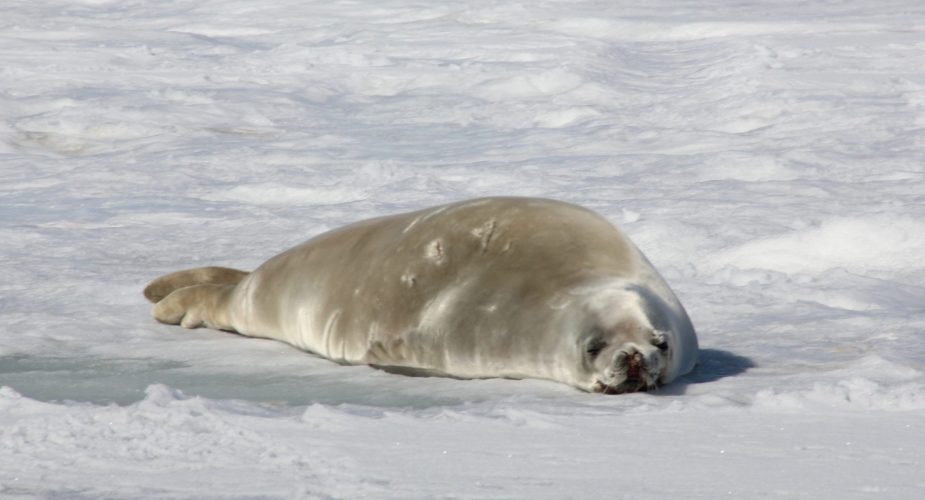 A seal lying on the snow.