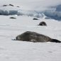 A seal lying on the snow