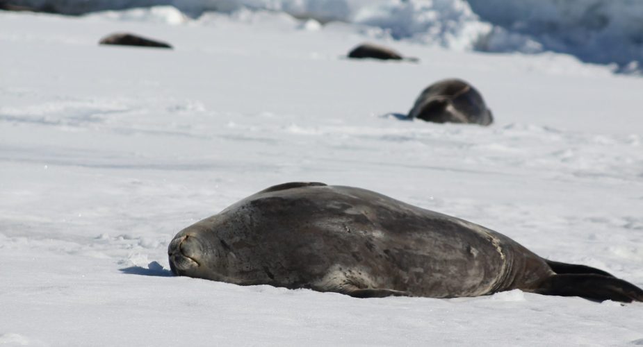 A seal lying on the snow