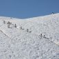 Penguins walking in a line down a hill of snow.