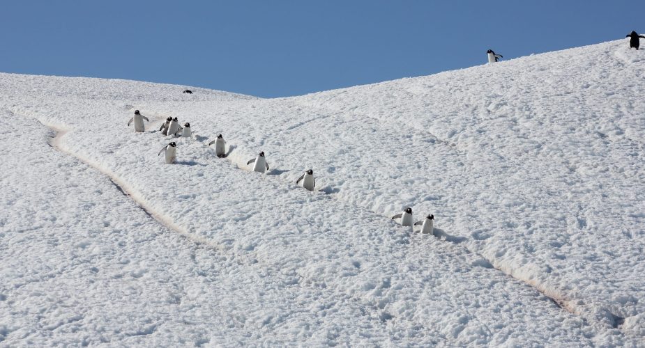 Penguins walking in a line down a hill of snow.