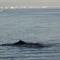 A whale peeking out of the ocean while taking a breath in Antarctica