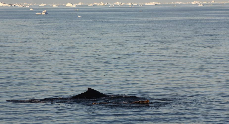 A whale peeking out of the ocean while taking a breath in Antarctica
