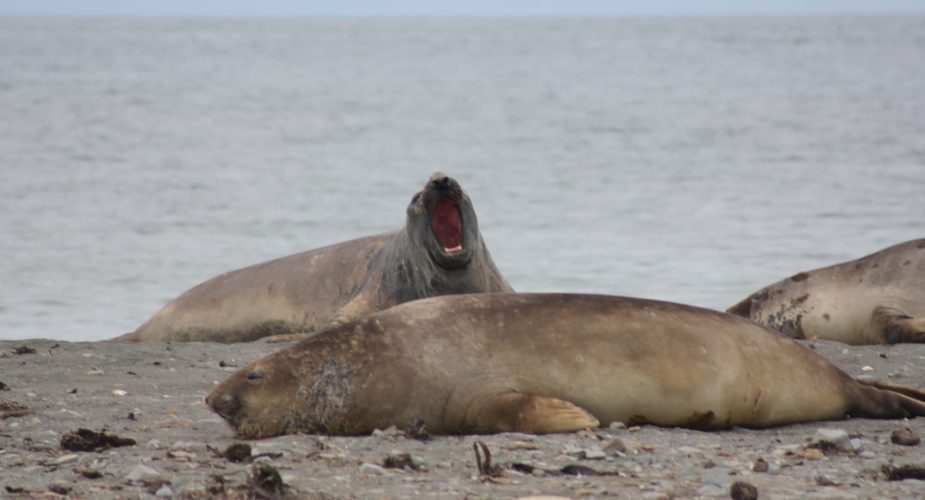 A sea lion with it's mouth open while another lies still on the ground.
