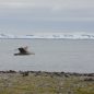 A view of waters and mountains in Antarctica with a bird flying through