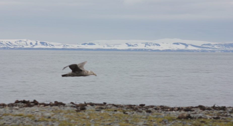 A view of waters and mountains in Antarctica with a bird flying through