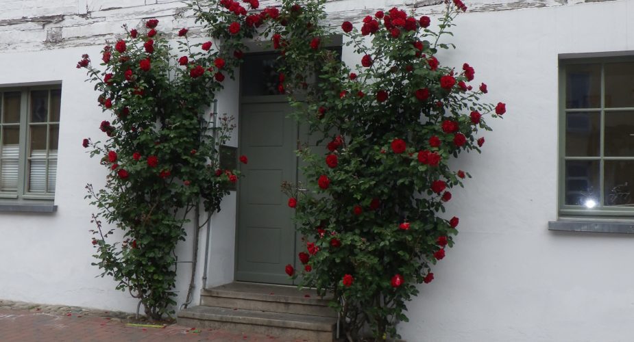 Red roses surrounding a doorway of a white building