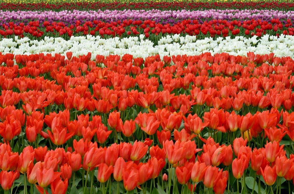 Field of Tulips in the Netherlands